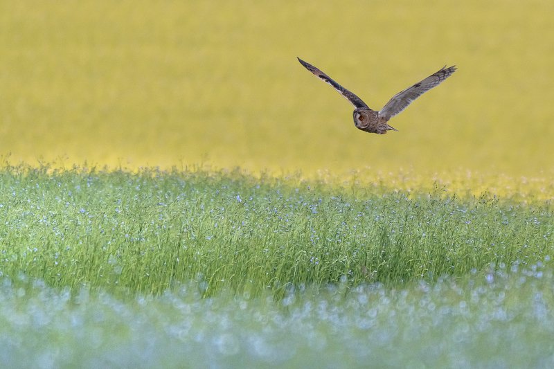 long-eared, owl;, owl;, nightbird;, bird;, nature;, wildlife Hunting Long-eared Owl фото превью