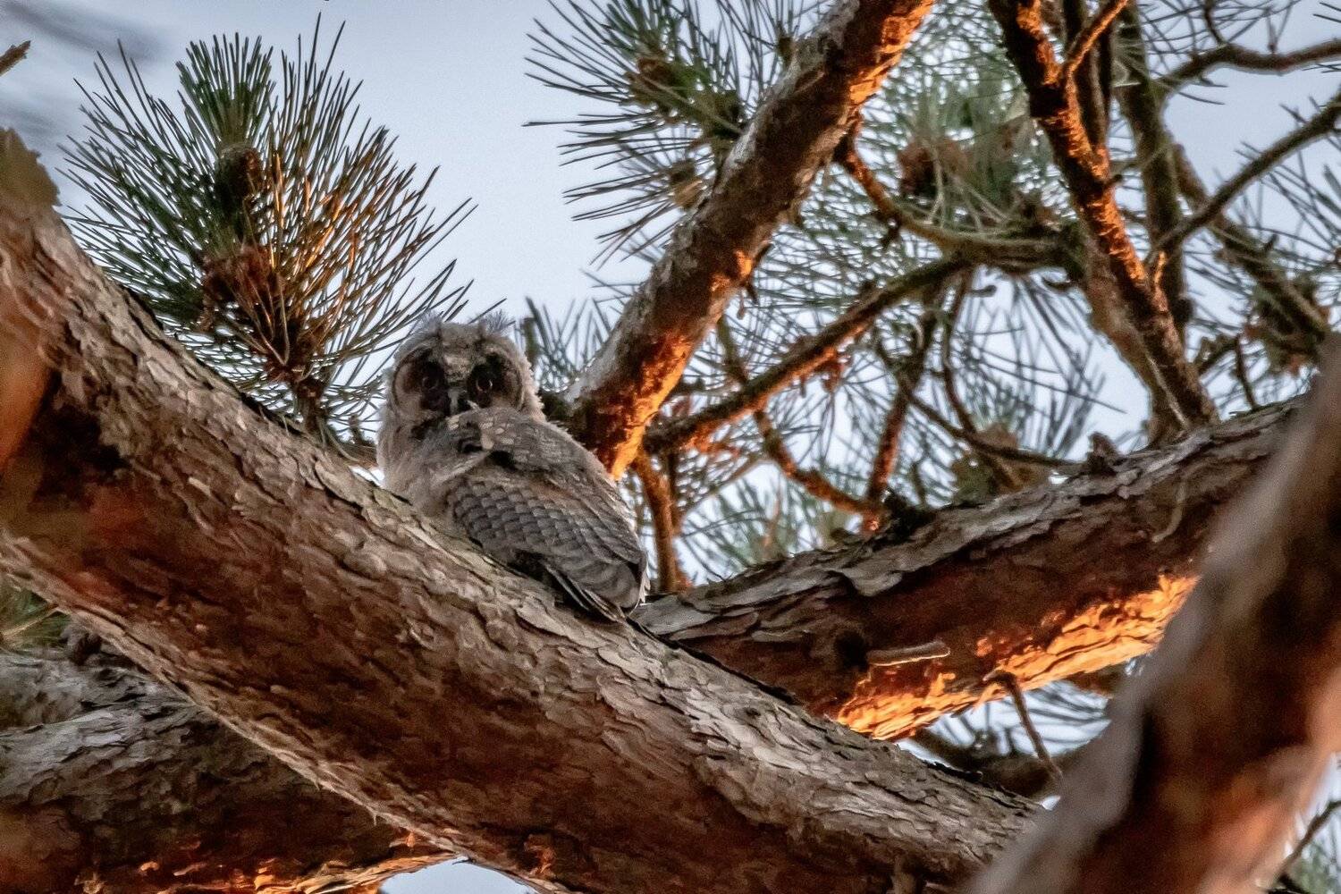 juvenile; owl; tawnyowl; nightbird; nature; bird; raptor; wildlife, Sib&eacute;