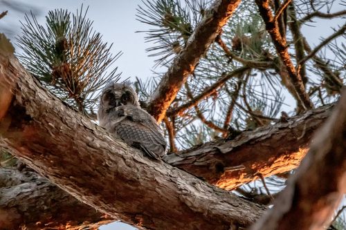 Juvenile owl