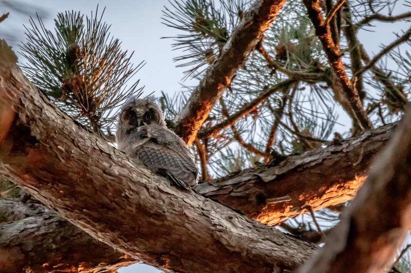 juvenile; owl; tawnyowl; nightbird; nature; bird; raptor; wildlife Juvenile owl фото превью