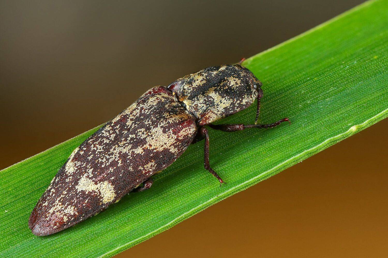 жук,макро,природа,усы,цвет,глаза,зеленый,трава, Андрей Шаповалов