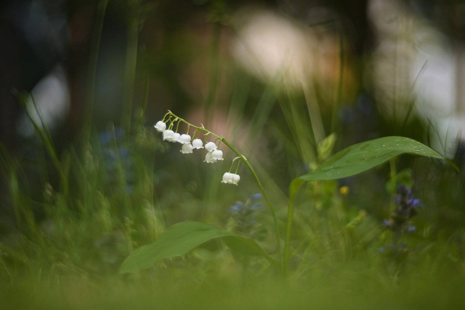 , Эдуард Колобошников
