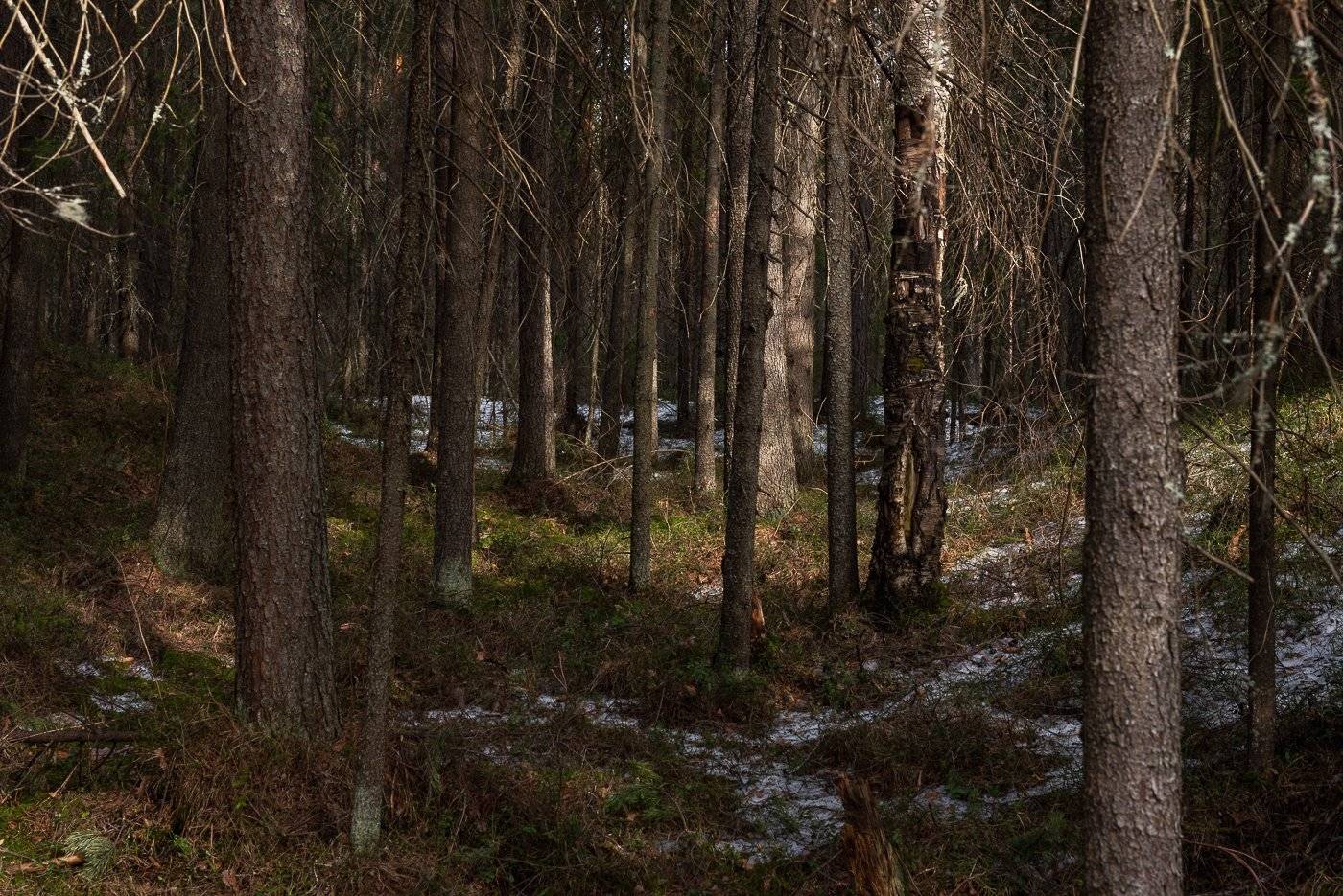 , Григорий Пиль