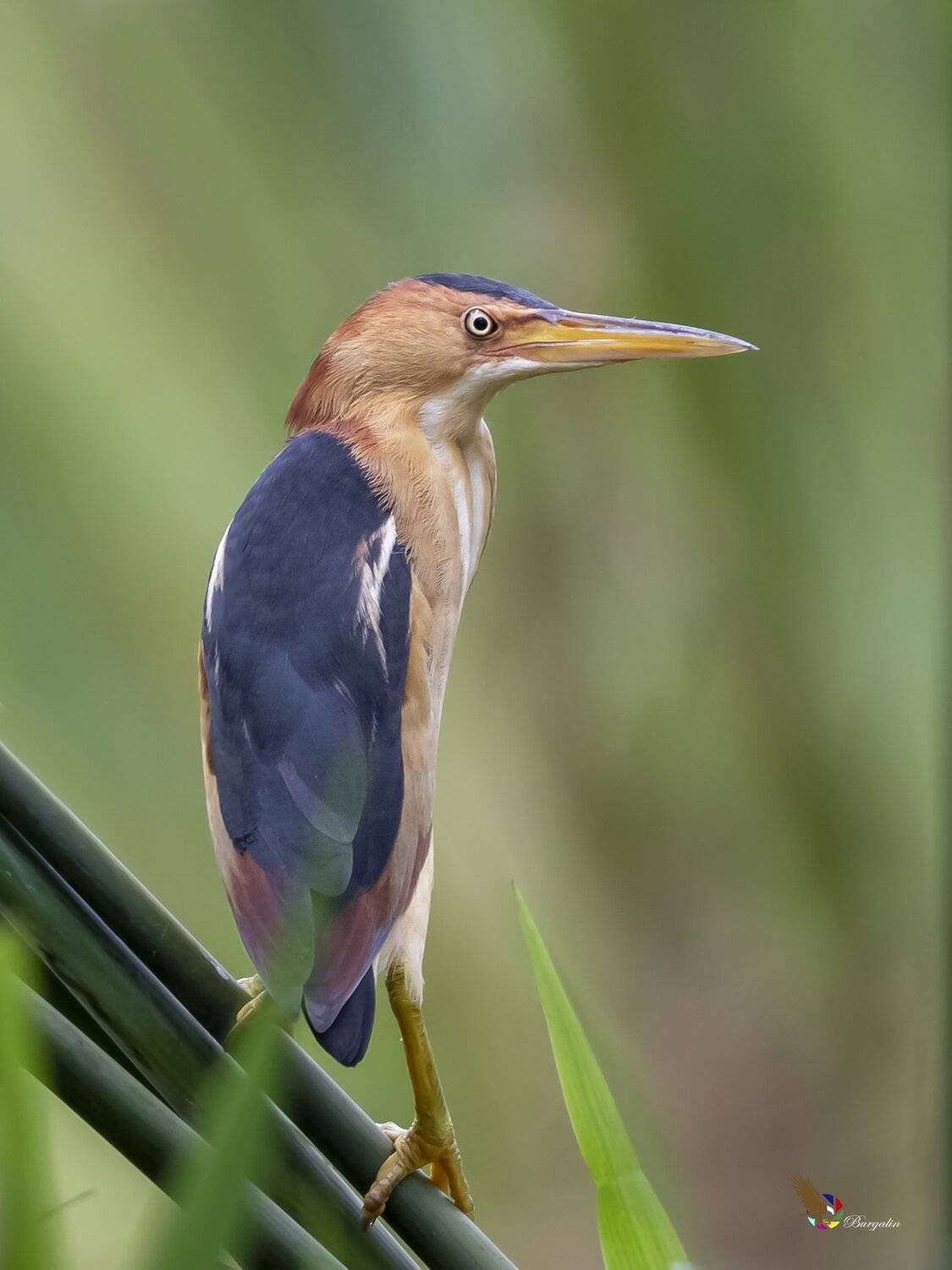 , Fernando Burgalin Sequeira