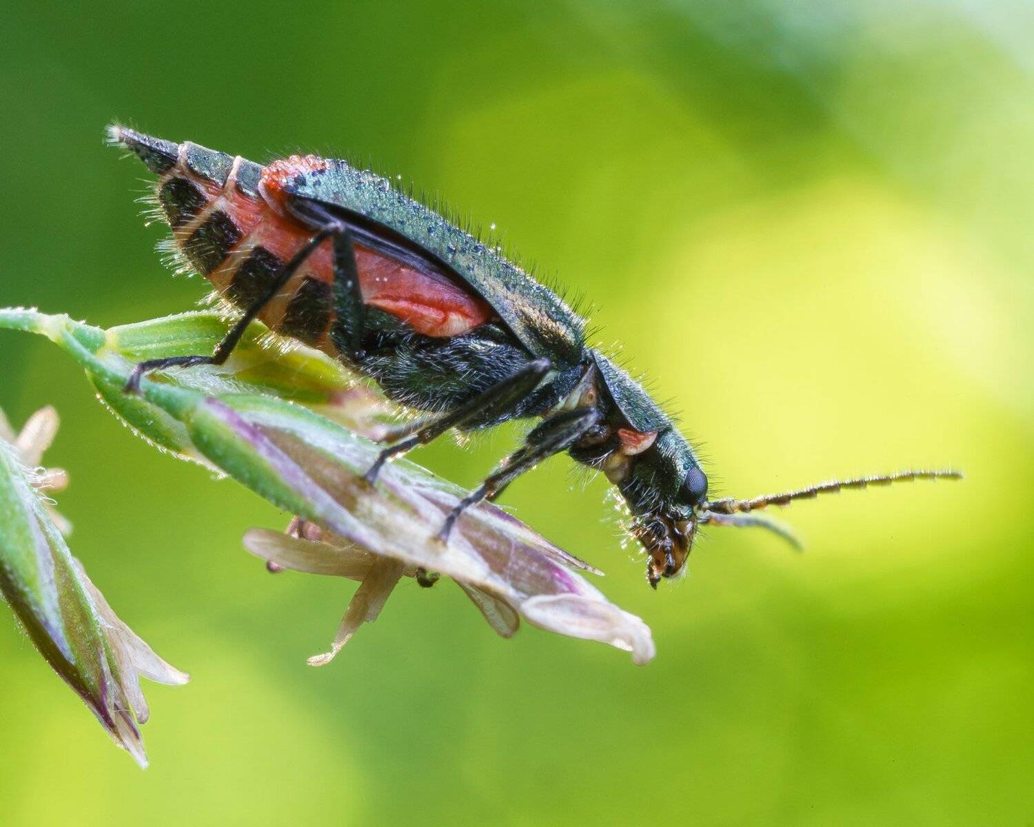 , Кузнецов Дмитрий