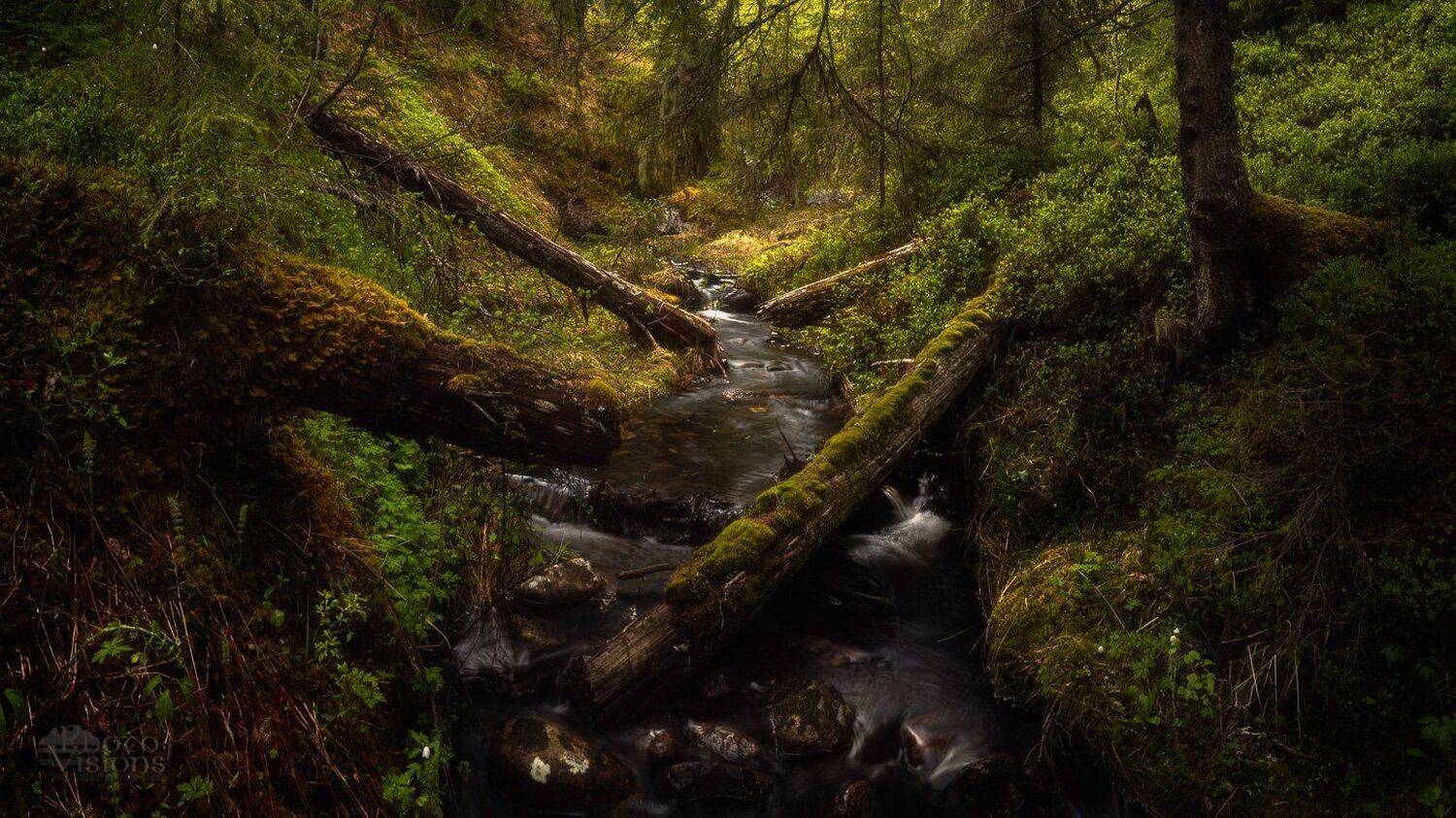 norway,norwegian,nature,forest,tree,trees,woodland,woodlands,spring,, Adrian Szatewicz