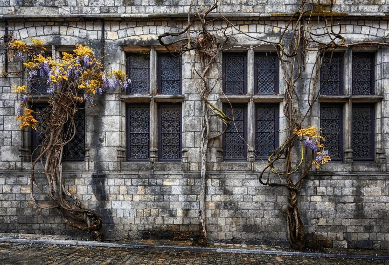 окна, дерево, Александр Безмолитвенный