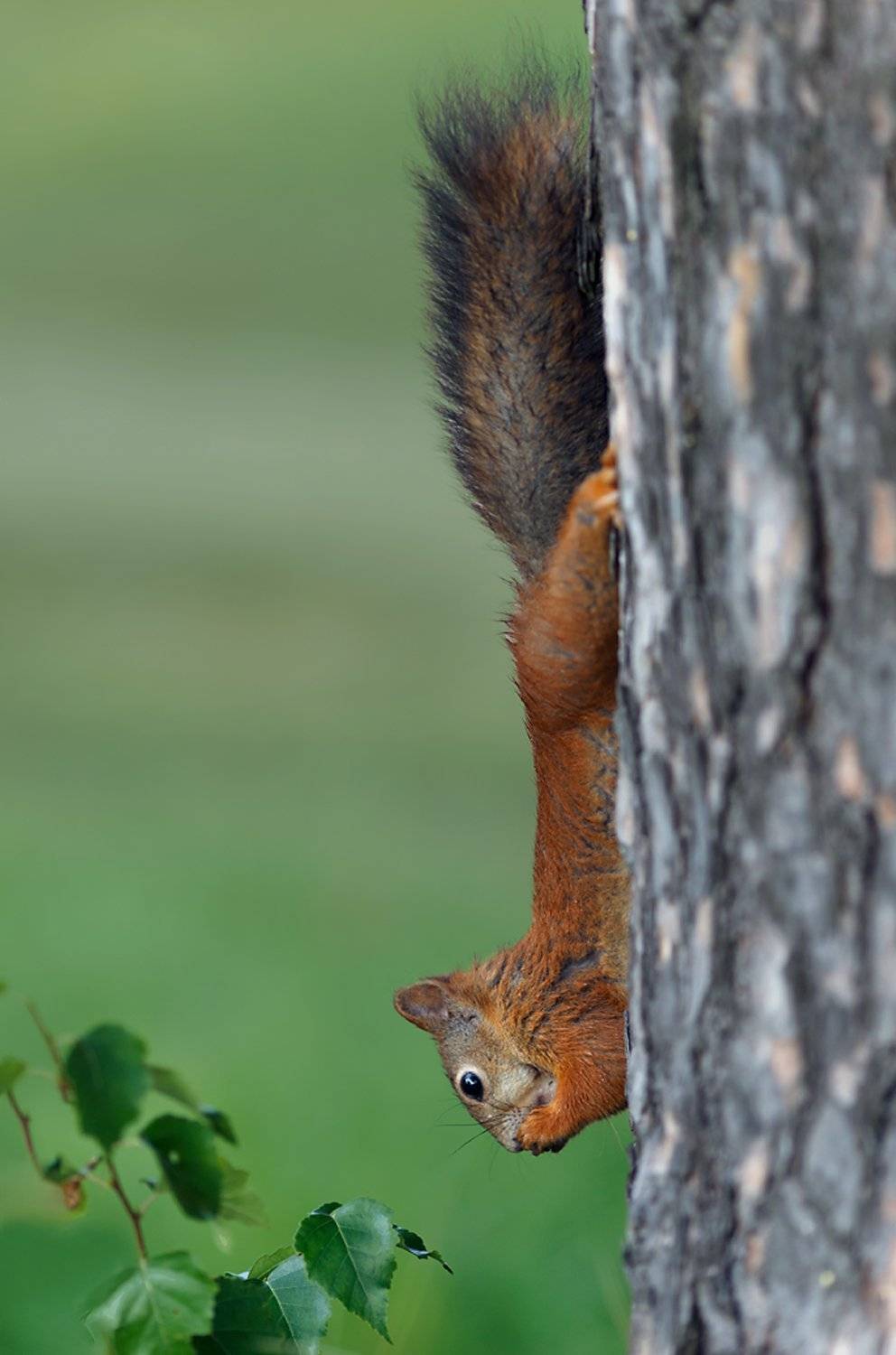 белки, павловскийпарк, павловский, животные, Таня SHE (Aiya)
