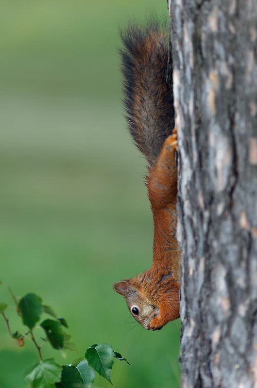 белки, павловскийпарк, павловский, животные На рассвете) фото превью