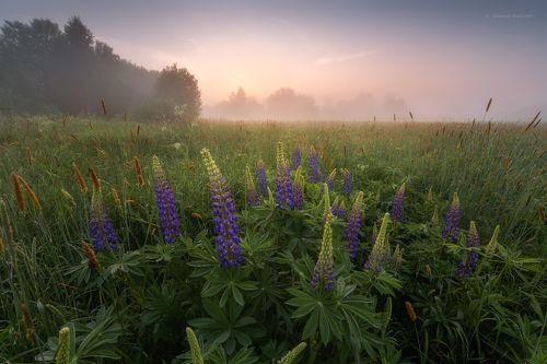 Зацветает лето...