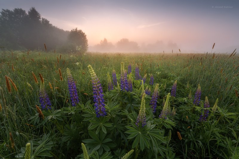 угра,утро,пейзаж,рассвет,туман,люпины,поля Зацветает лето... фото превью