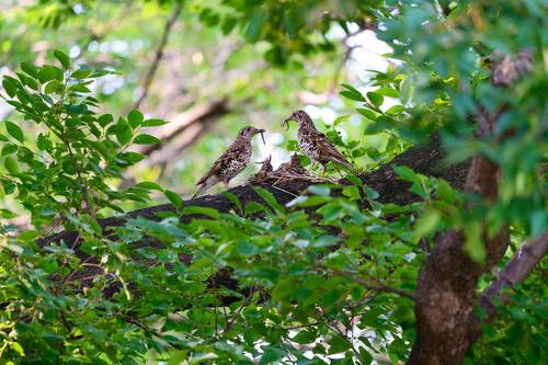 Tiger Thrush-Raise bird chicks