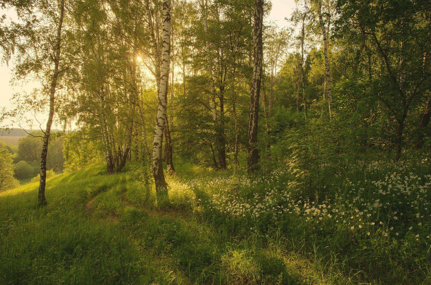 , Бурцев Дмитрий