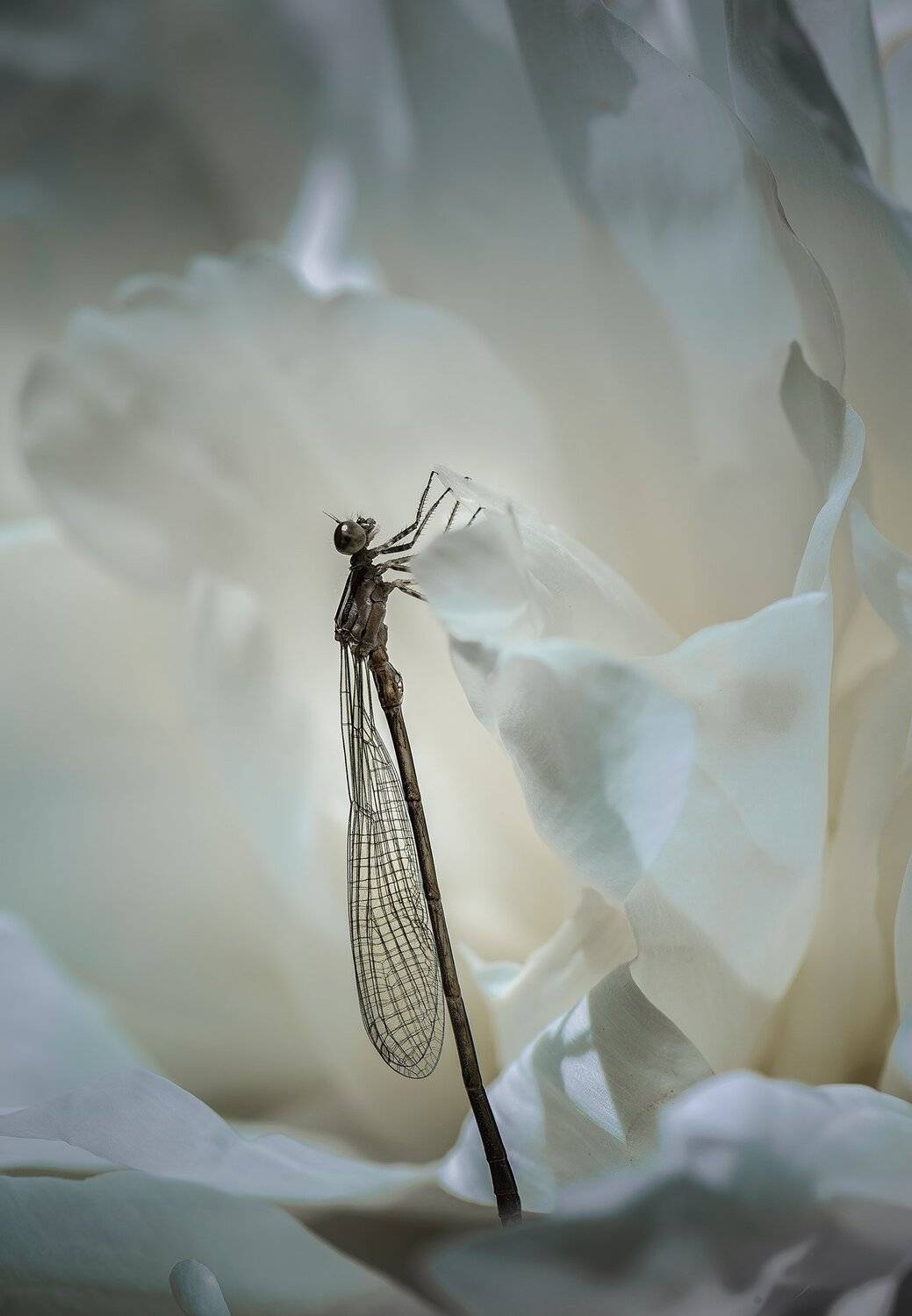 природа, макро, весна, цветы, пион, насекомое, стрекоза, белый, Неля Рачкова