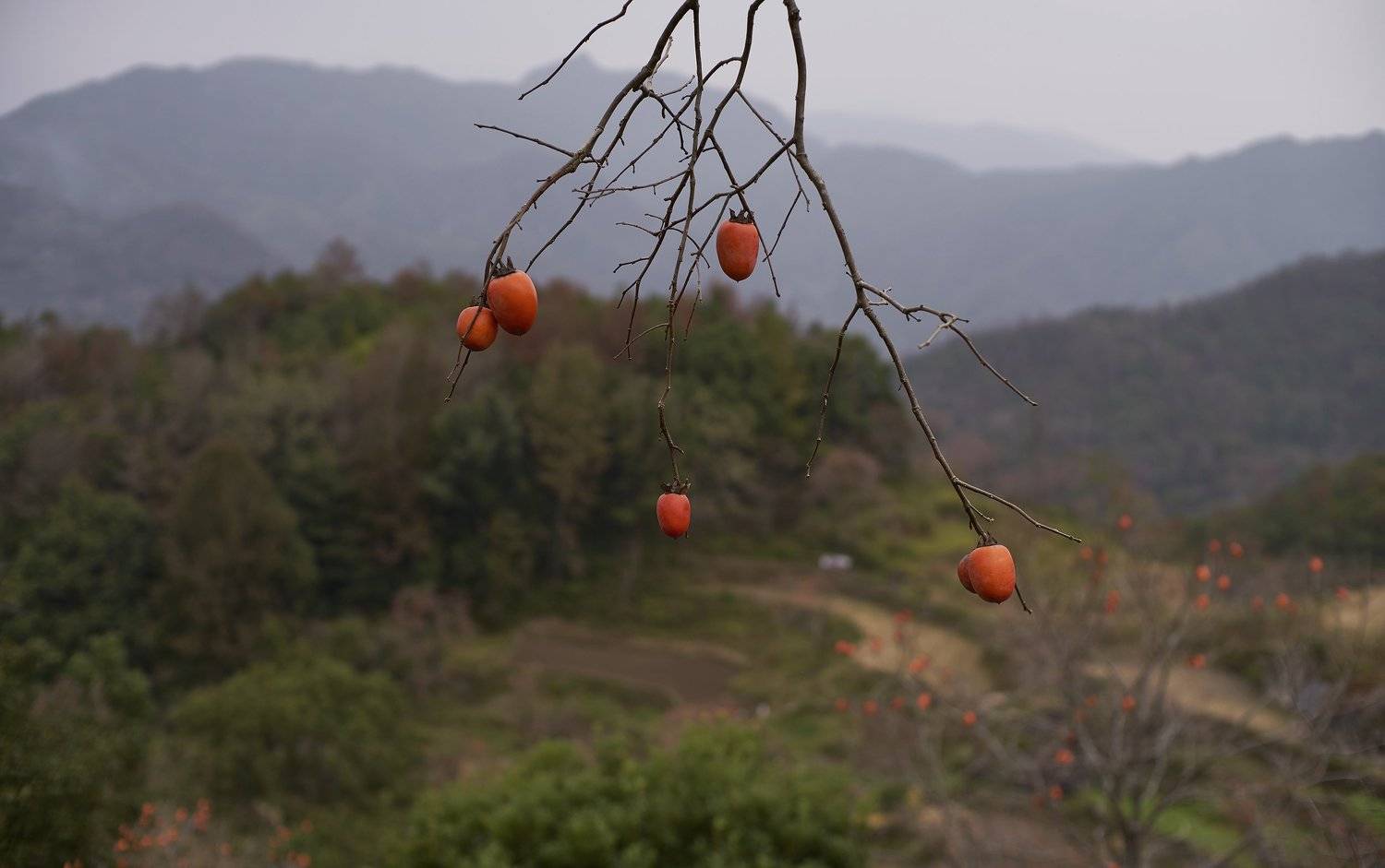 landscapes, zhang ike