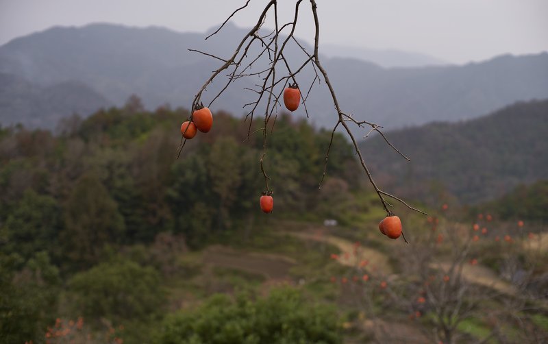 landscapes плоды осени  фото превью