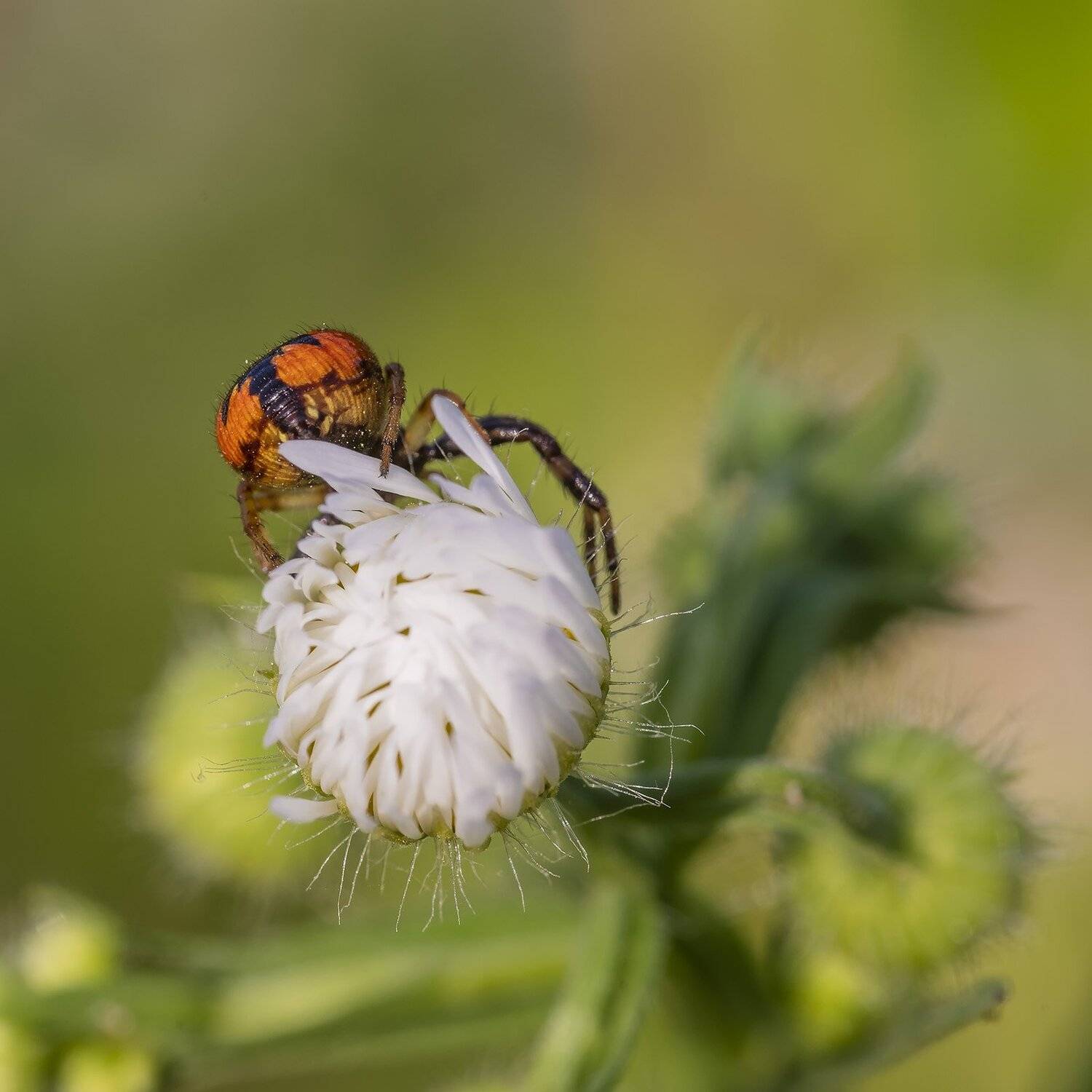 , Александр Земляной