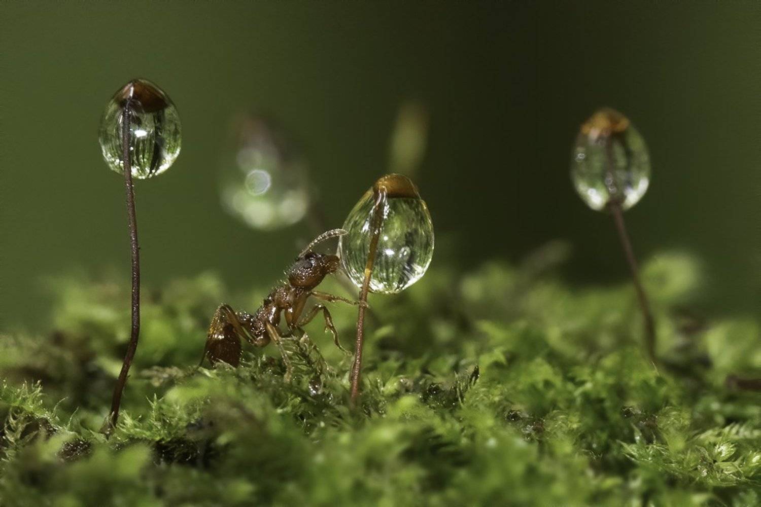 муравей, мох, капли, роса, Наталия Сытина