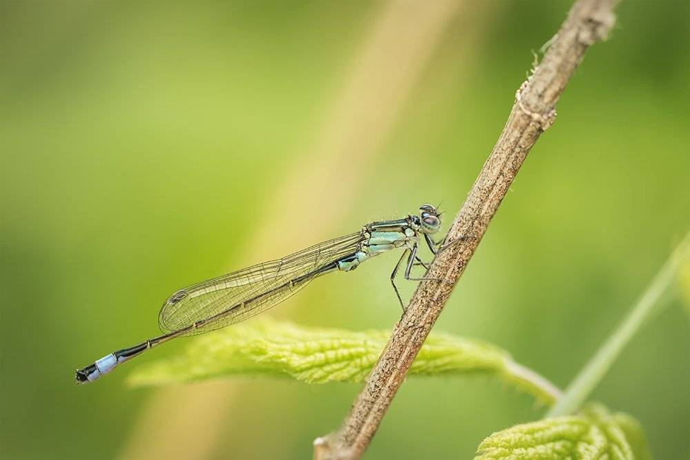 стрекоза, макро, dragonfly, macro, Марина Хилько