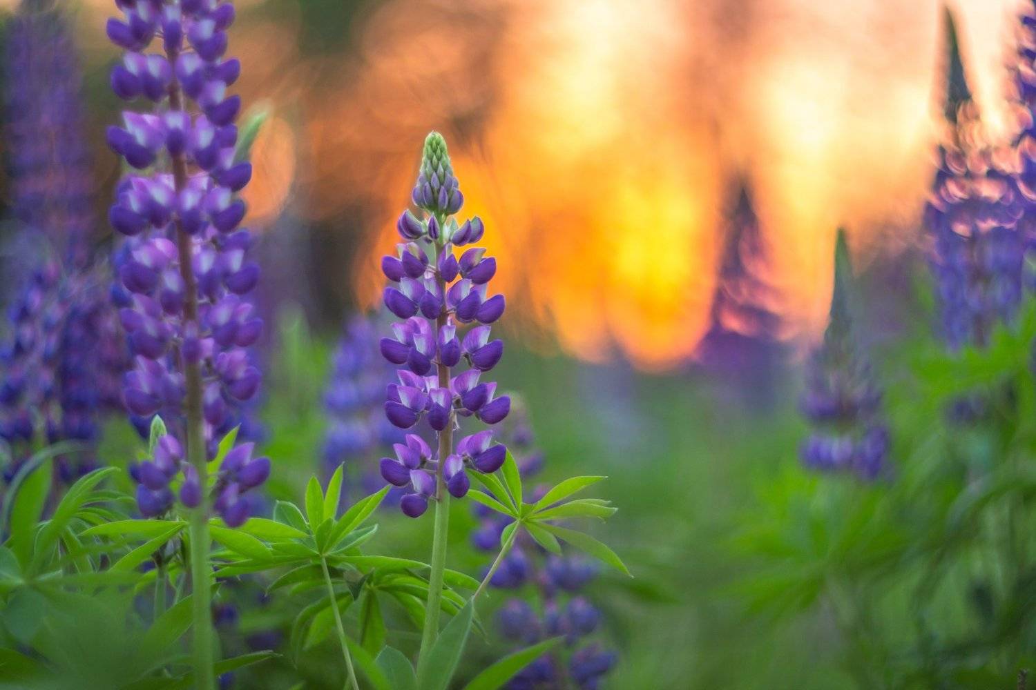 лес, люпины, цветы, лето, Руслан Востриков