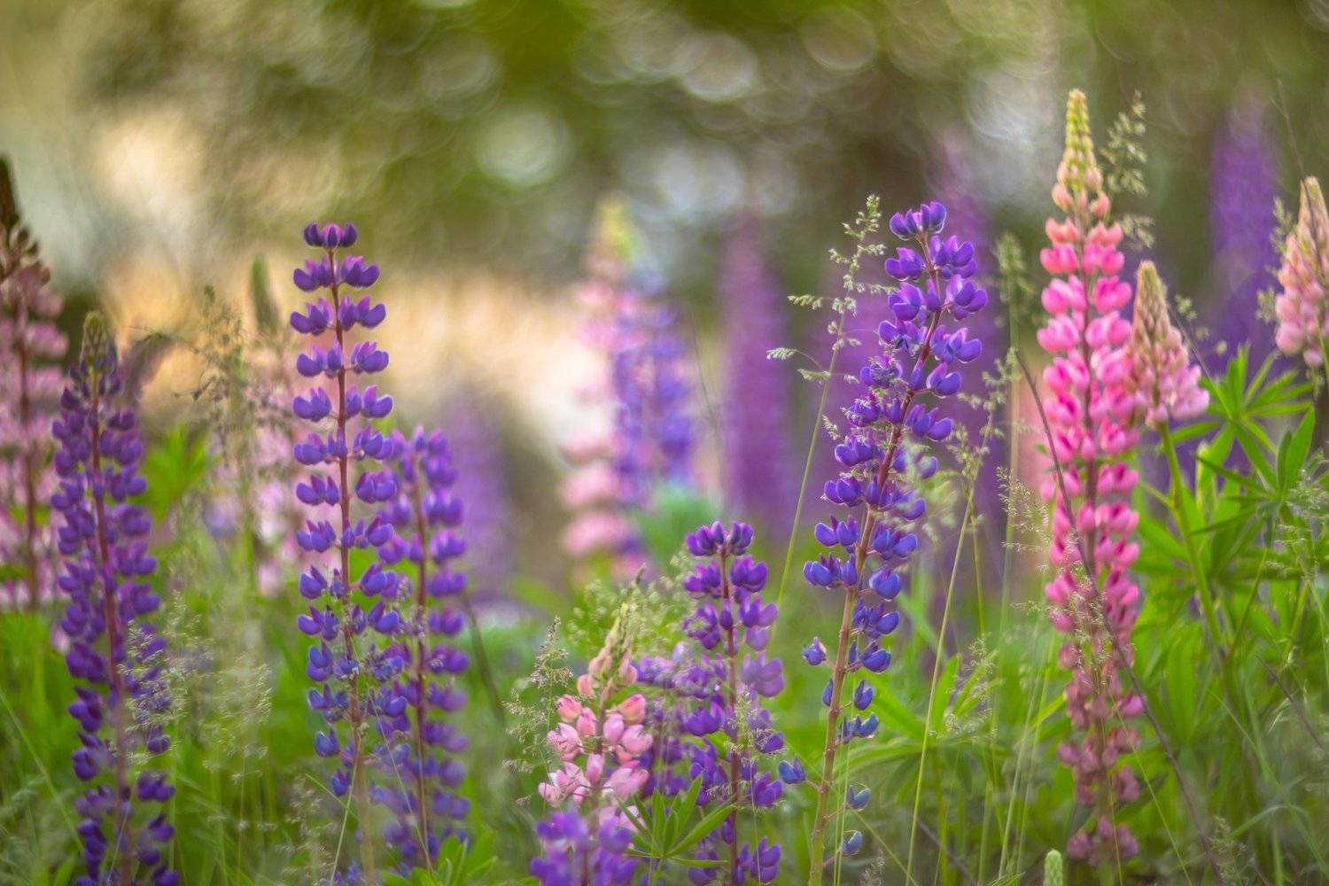 лес, люпины, цветы, лето, Руслан Востриков