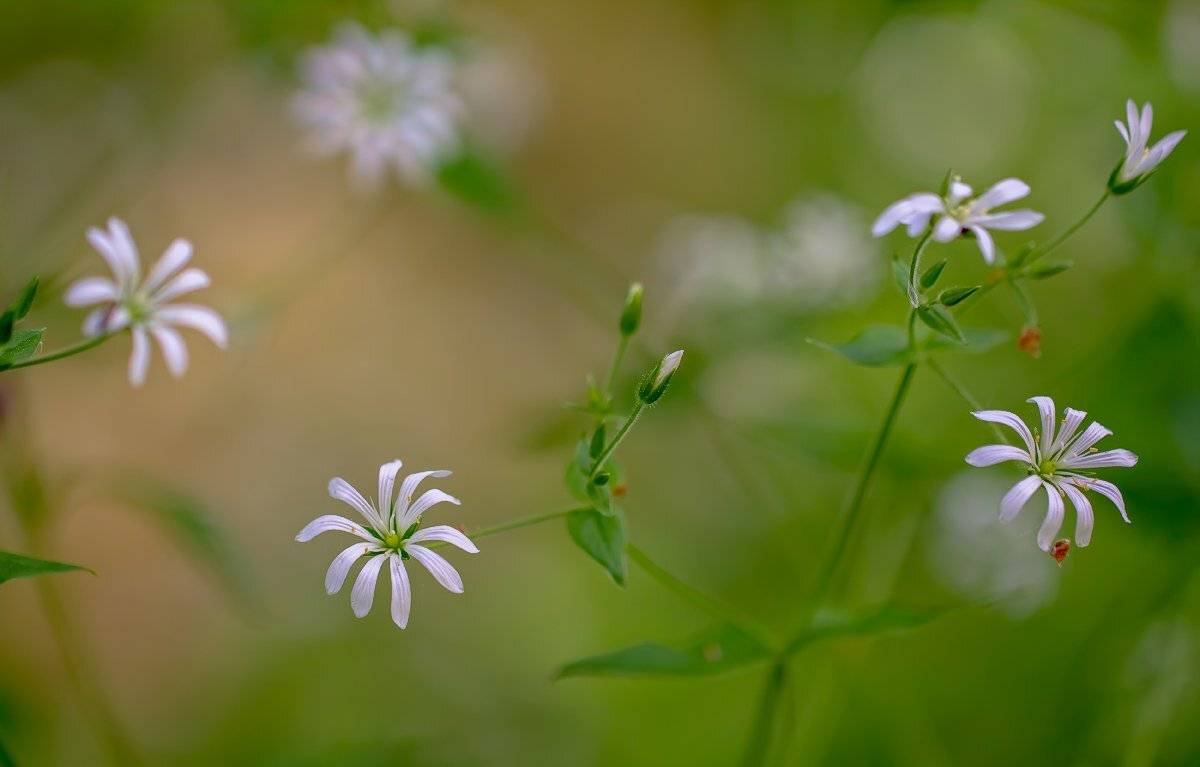 , Бурлов Андрей