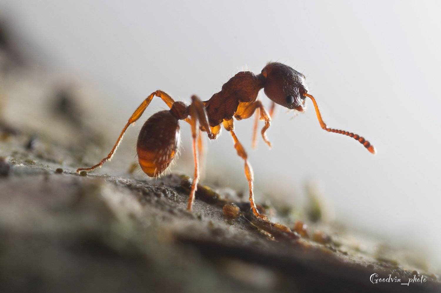 муравей, лес, макро, природа, красота, насекомые, Людмила Гудина