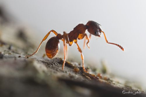 На лесной тропинке...