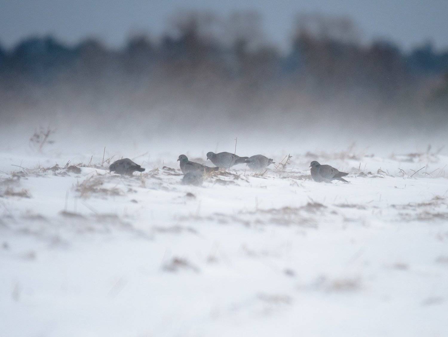 клинтух, стая птиц, дикие голуби, голуби, метель, март, весна, снег, холод, мороз, птицы, погодные условия, суровость, Ксения Соварцева