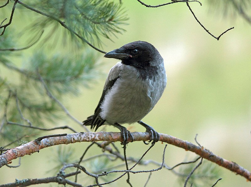 животные птицы вороненок весна Вороненок фото превью