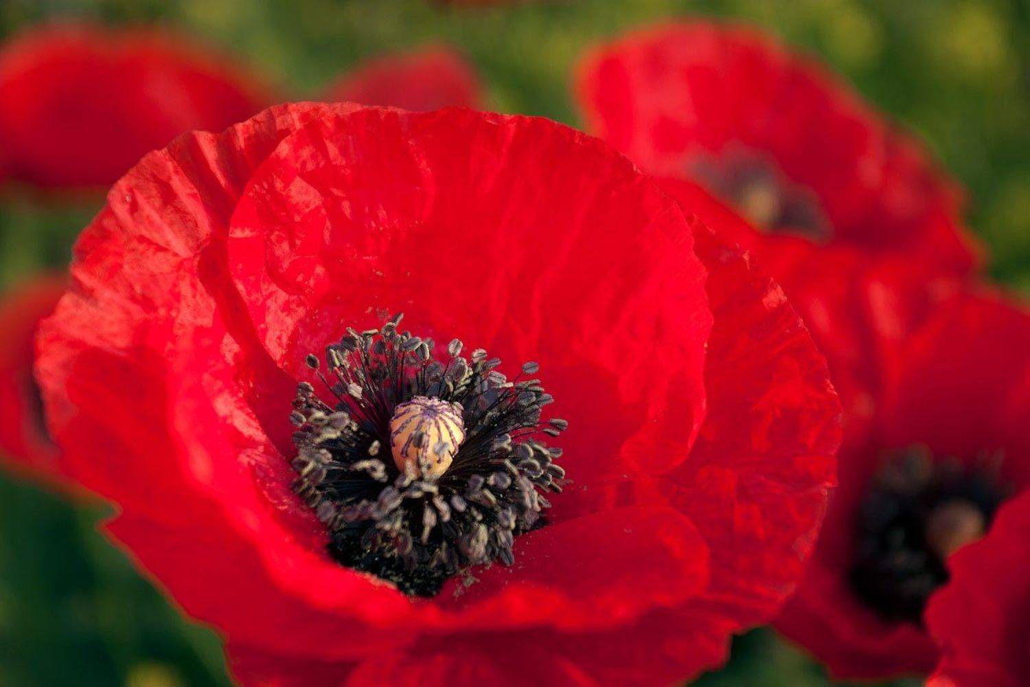 , Андрей Гусаченко