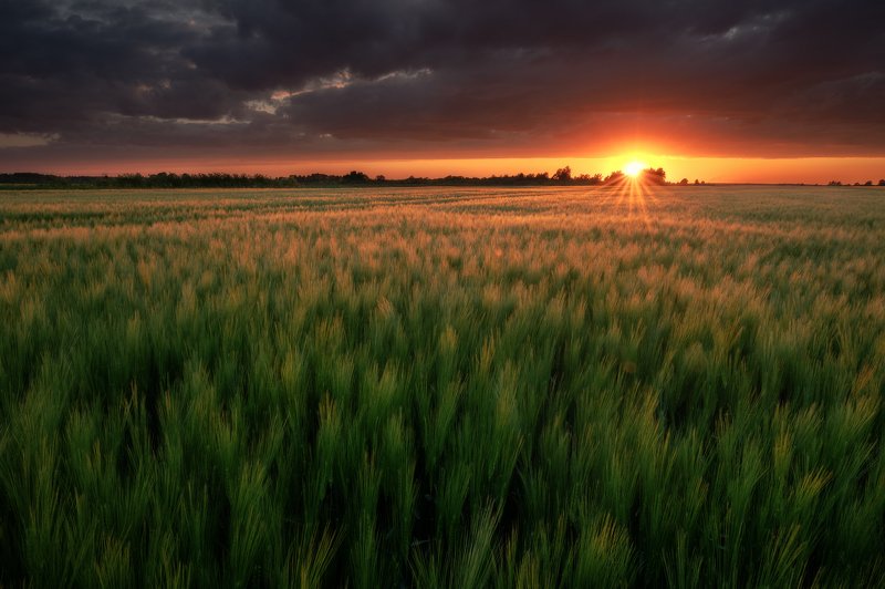 Sunset over crop field фото превью