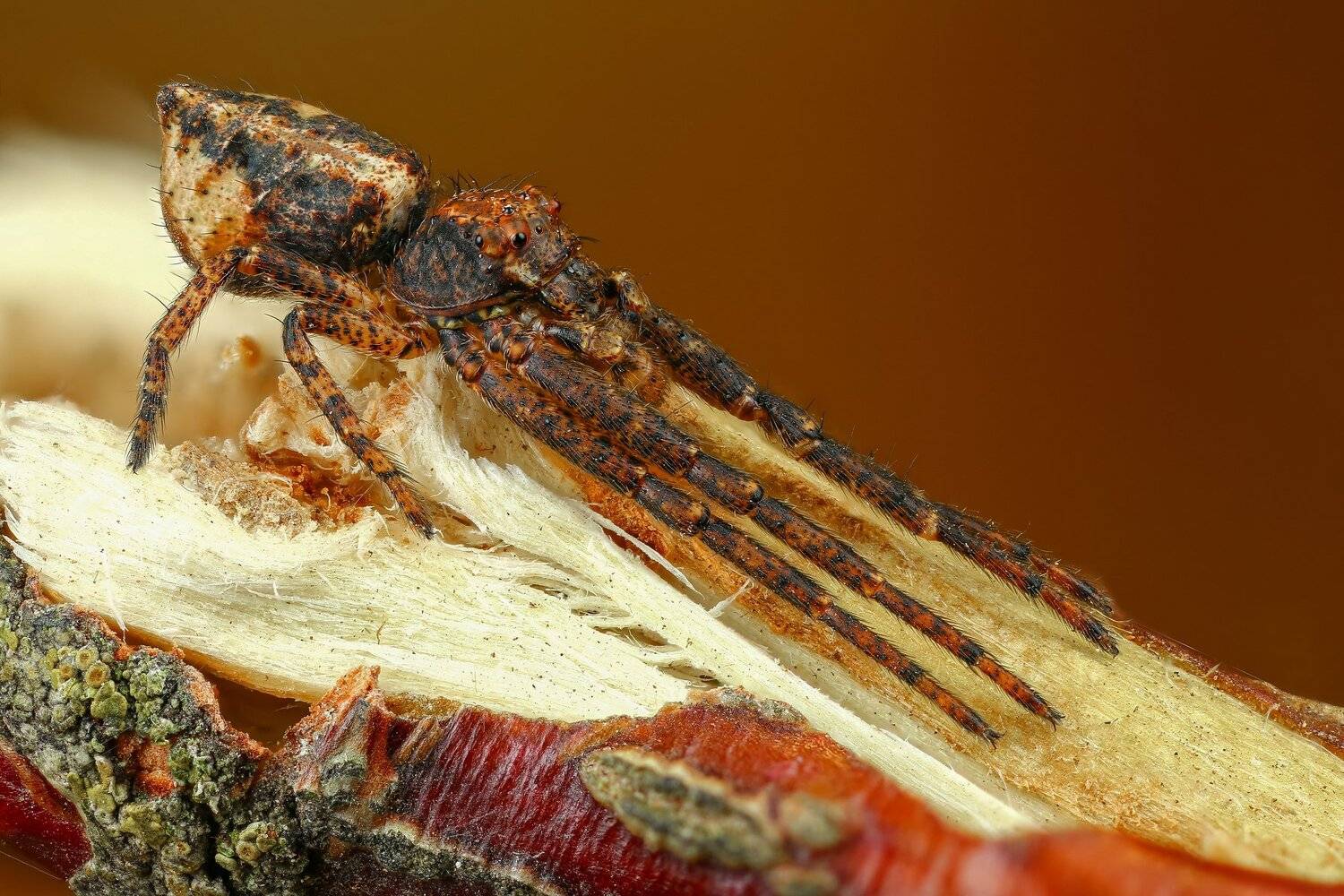 паук,макро,природа,растение,цвет,коричневый,животное, Андрей Шаповалов