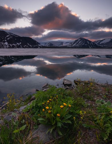 Большой вудьявр