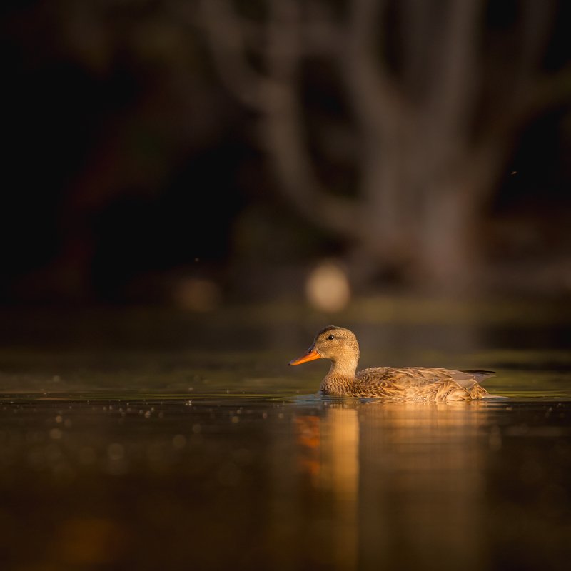 Mallard in dark tones фото превью
