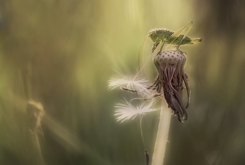 ..лето фото превью