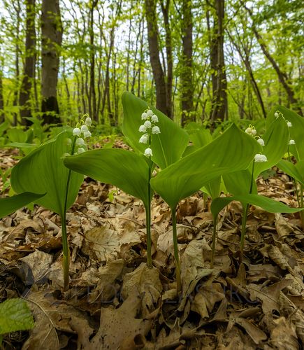 Ландыши в лесу