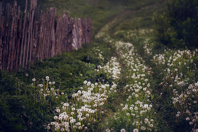 лето, природа, деревня, одуванчики Дорога из одуванчиков фото превью