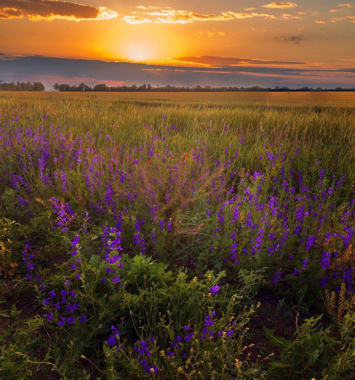 закат,поле,июнь,цветы,пейзаж, Елена Брежицкая