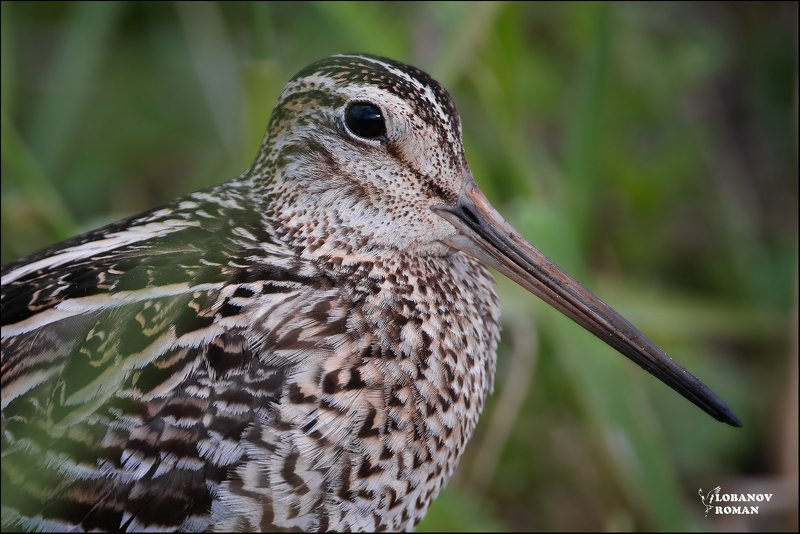 * * * фото превью