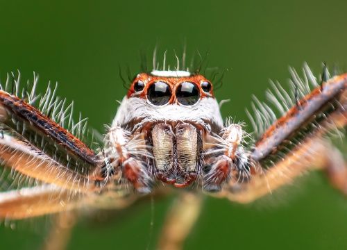 Portrait of Two striped jumper male