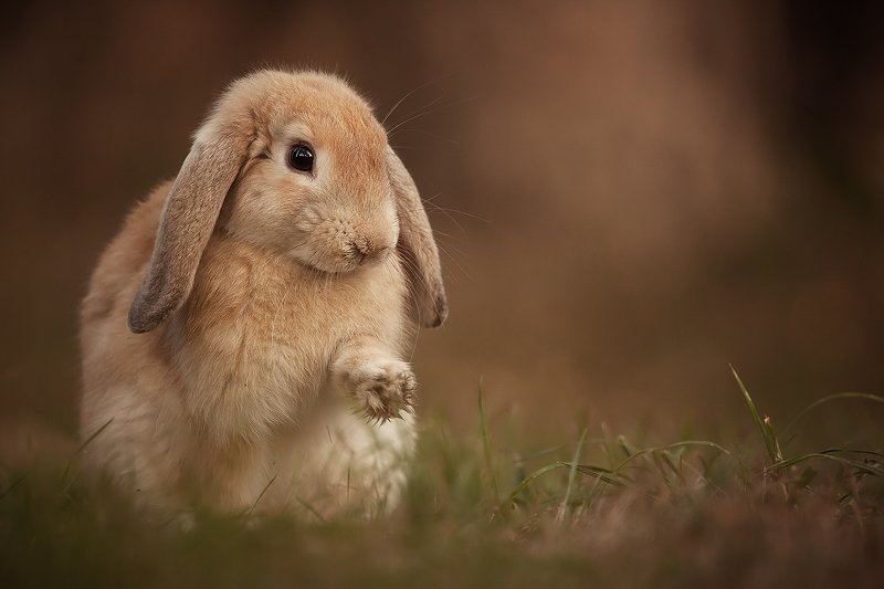 Rabbit фото превью