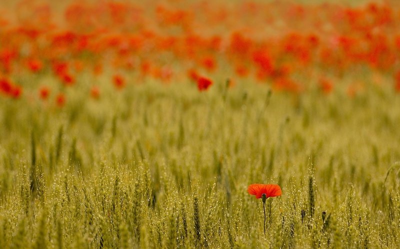 moravian tuscany Against all фото превью