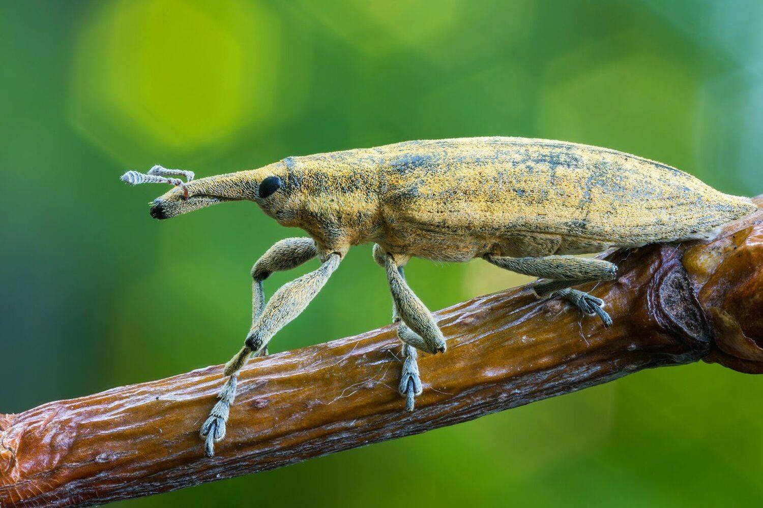 , Кузнецов Дмитрий