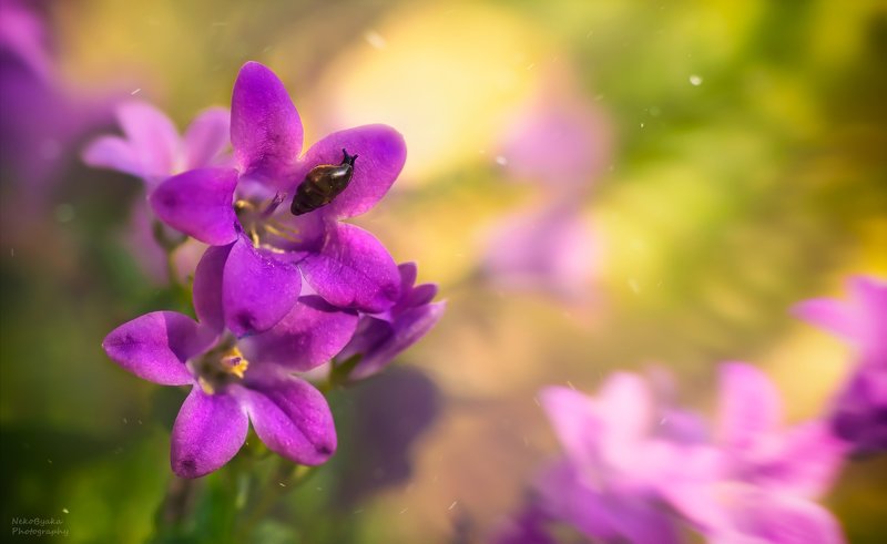 макро, природа, улитка, цветы, боке, весна, macro, nature, snail, flowers, bokeh, spring, *** фото превью