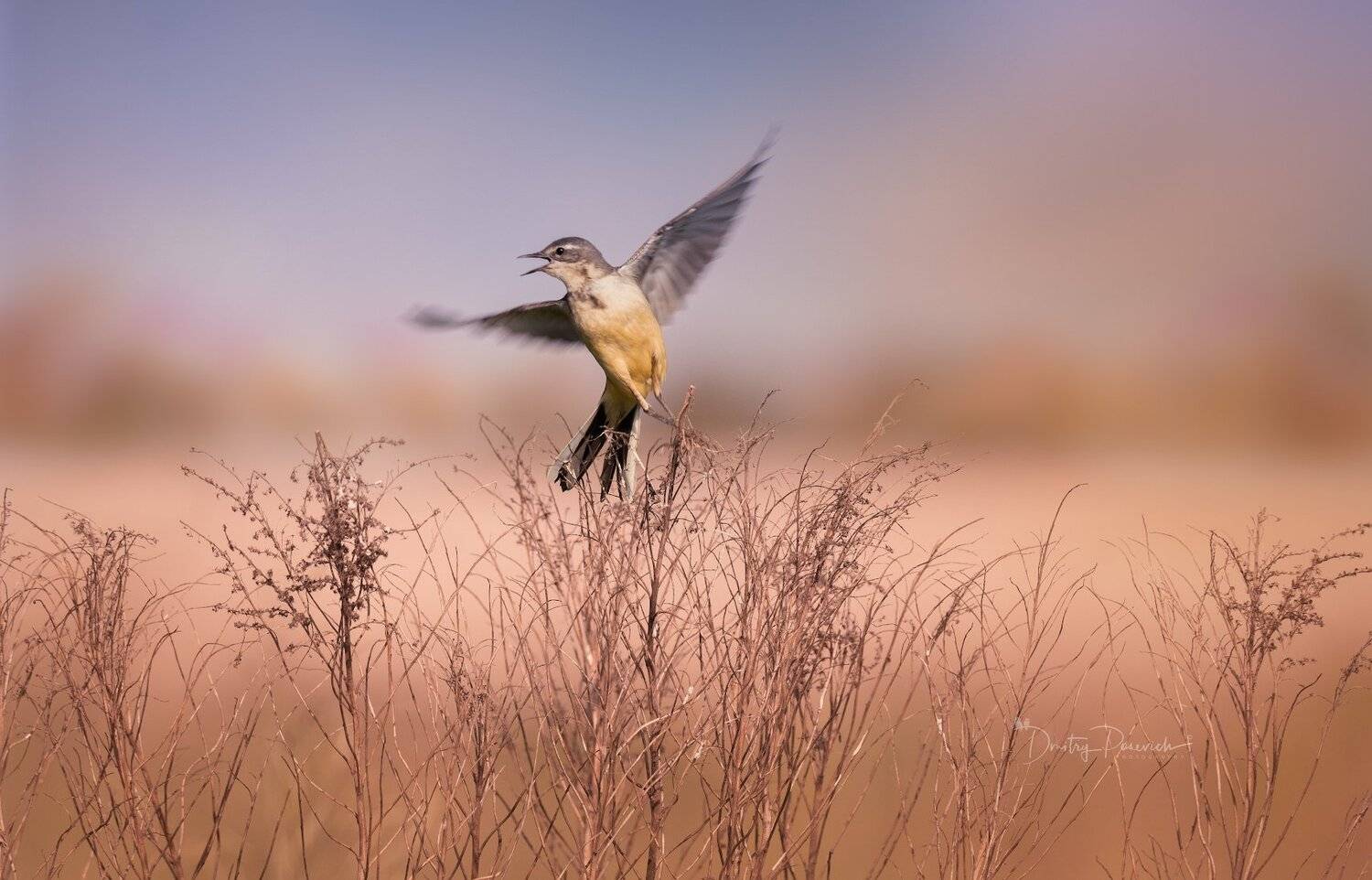 природа, лес, поля, огороды, животные, птицы, макро, Дмитрий Посевич