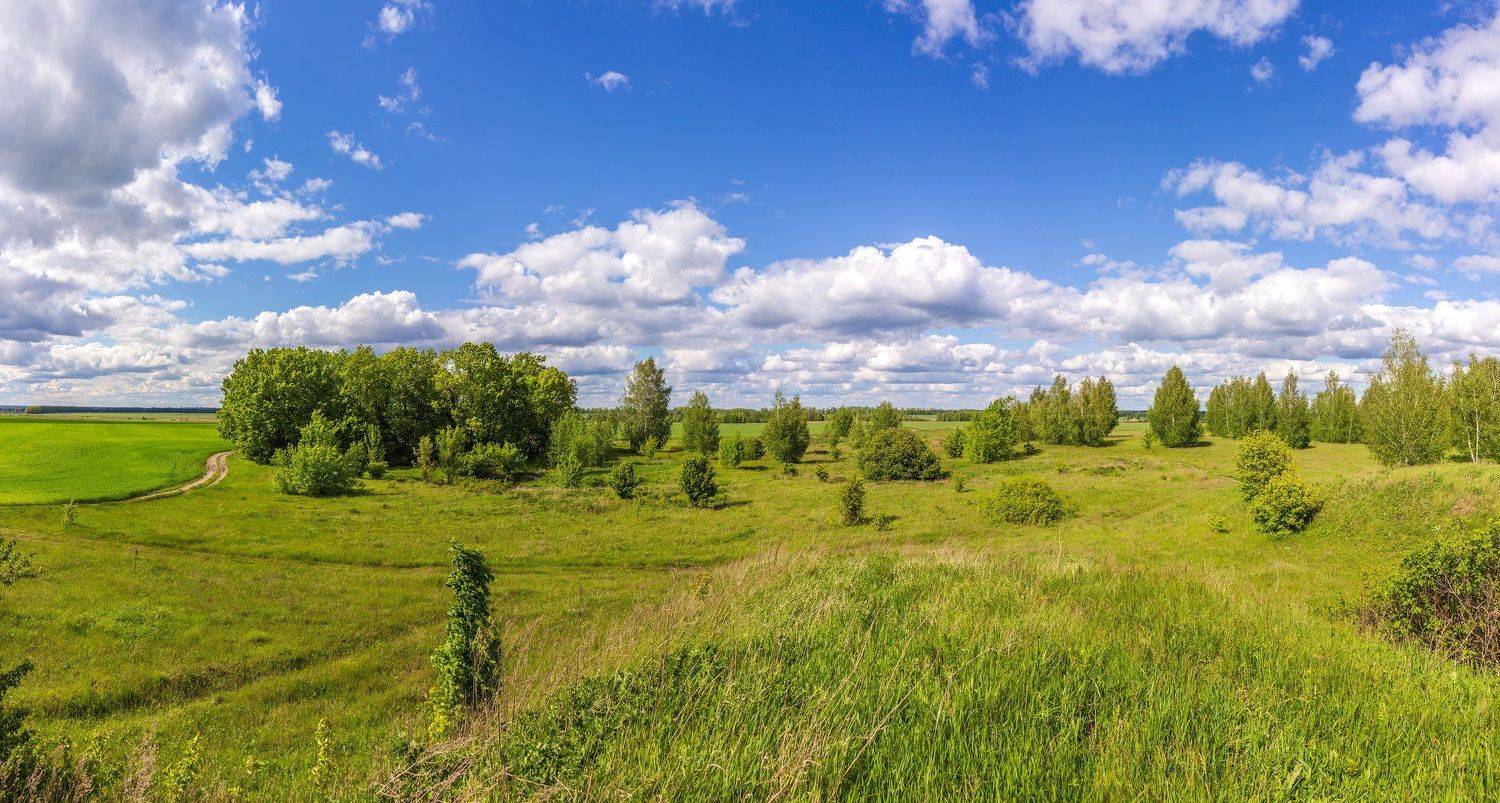 берёзы, луга, облака, небо, природа, деревья, дали, дорога, дороги, Руслан Востриков