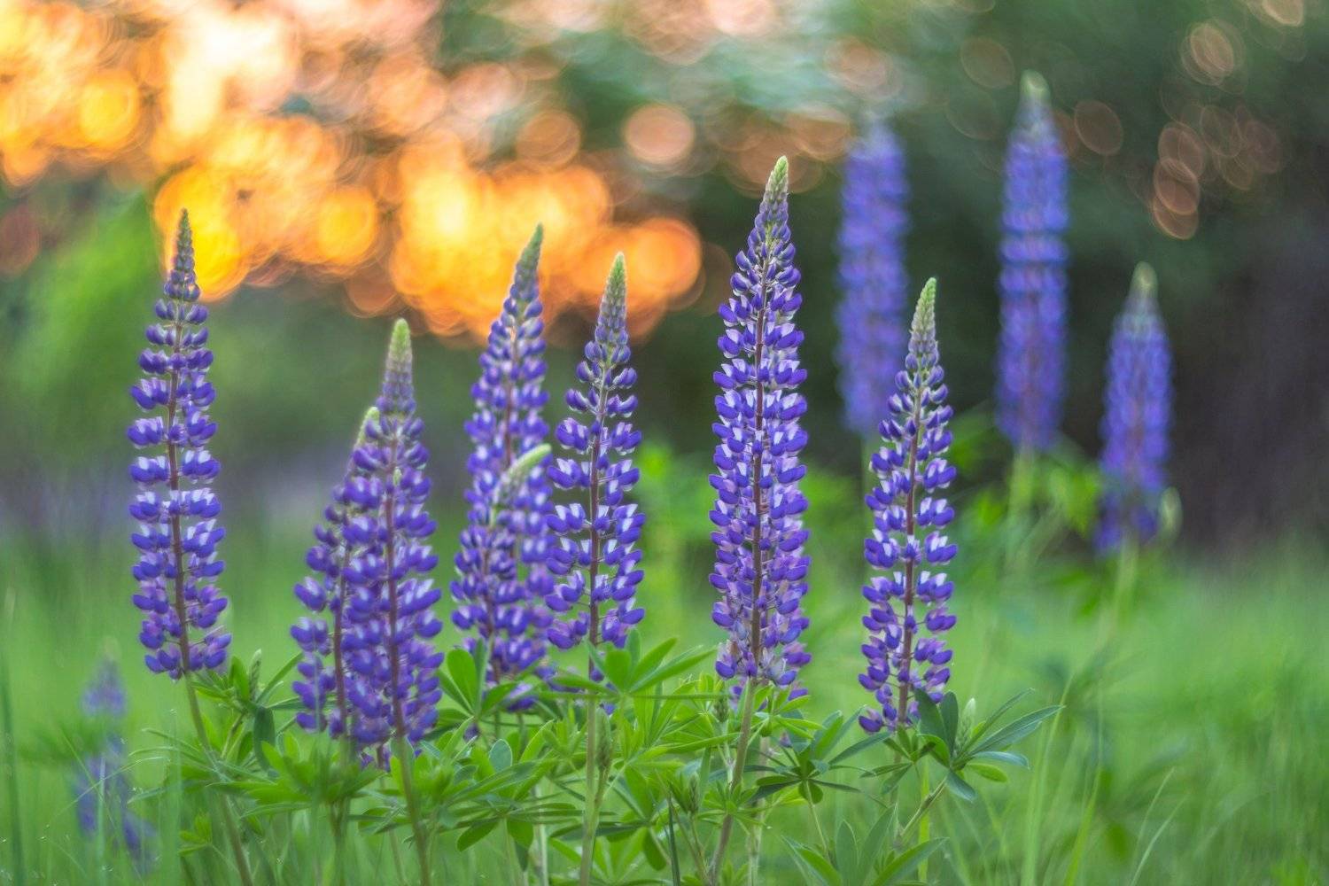 лес, люпины, цветы, лето, Руслан Востриков
