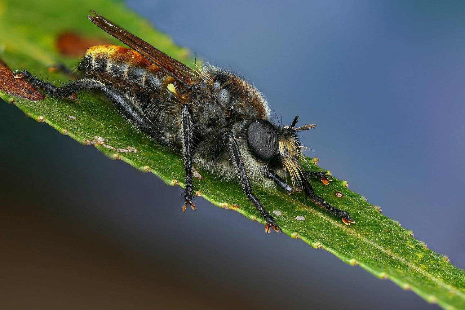 муха,макро,природа,трава,цвет,глаза,синий,зеленый, Андрей Шаповалов