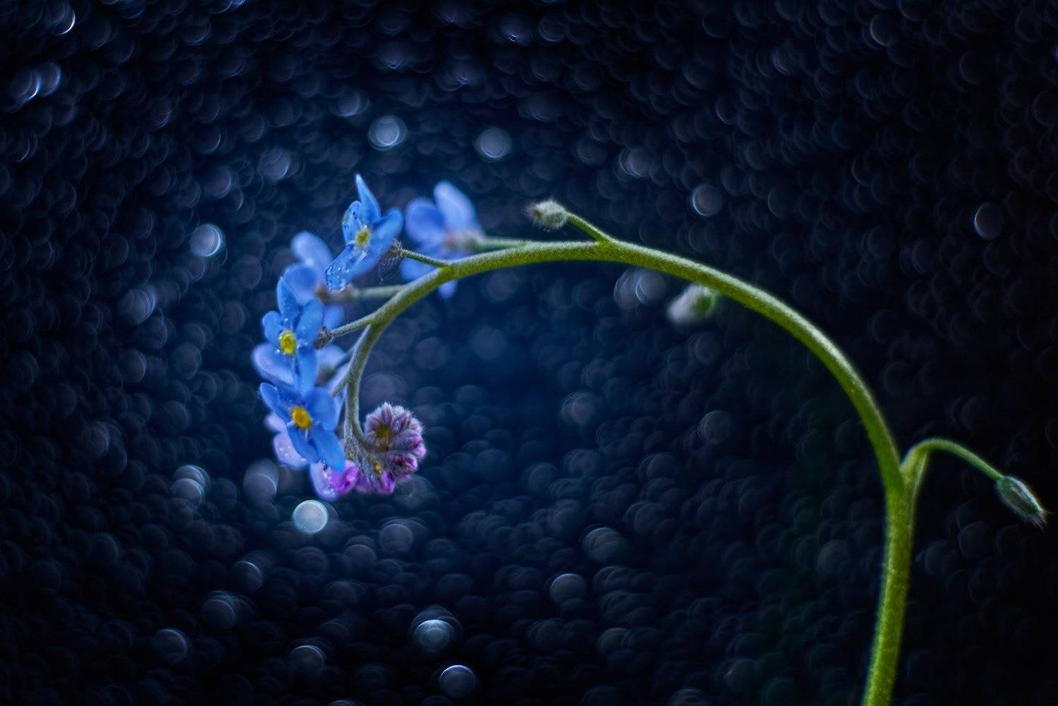 незабудки, цветы, боке, trioplan100, Владислав Храмцов